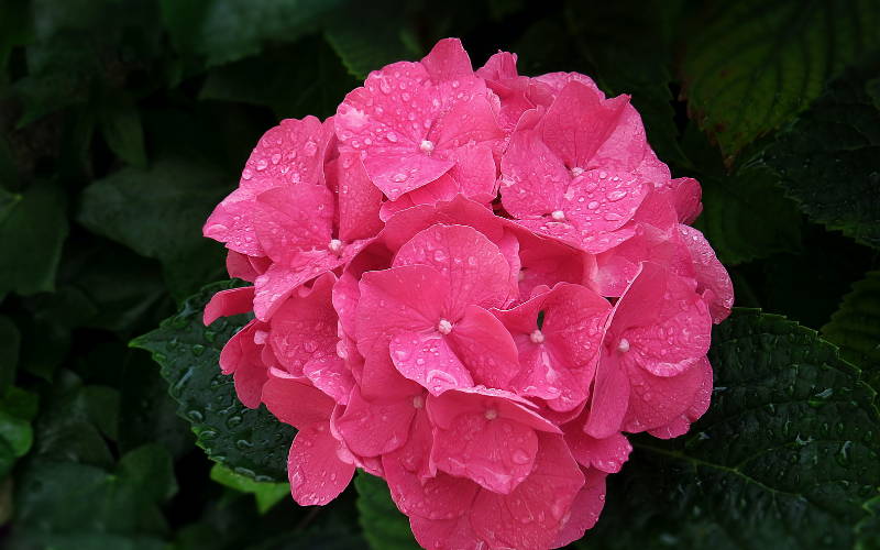 Low-Maintenance Gardening for High-Impact Gardens